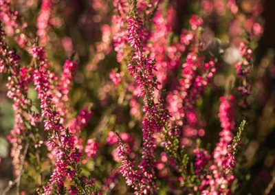 IMG_2099-2