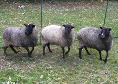 image010